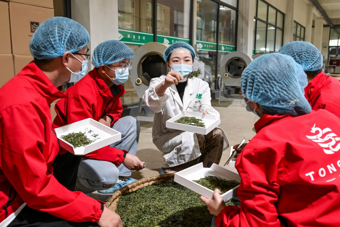 查看鲜叶的揉捻情况。王炜玺摄