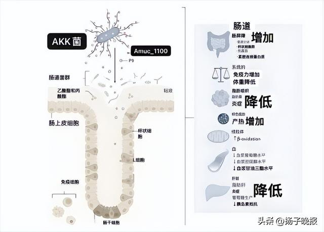 图：AKK的作用机制