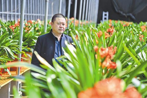     4月2日，王琰璞在大棚里查看君子兰长势。本报记者 陈宝云摄