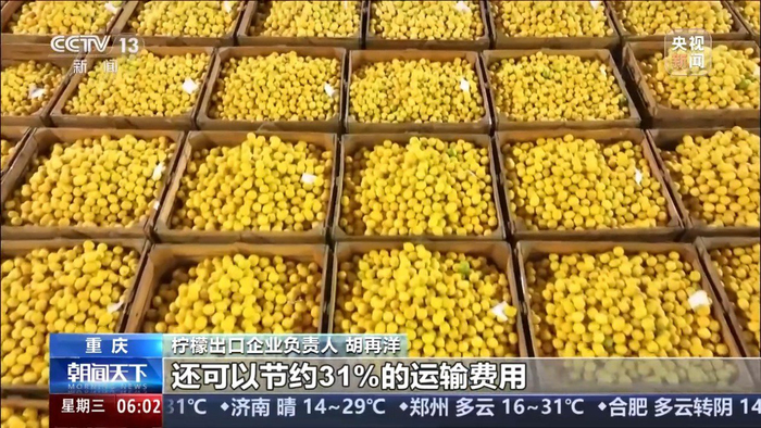柠檬出口企业负责人 胡再洋：出口到越南的柠檬从以前的6天缩短到现在的2天，提升了运输时效，还可以节约31%的运输费用。