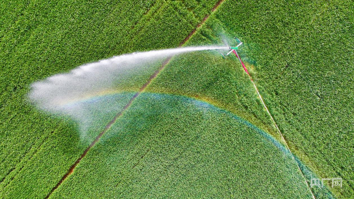 南阳市全力组织抗旱浇灌（央广网发  张举  摄）