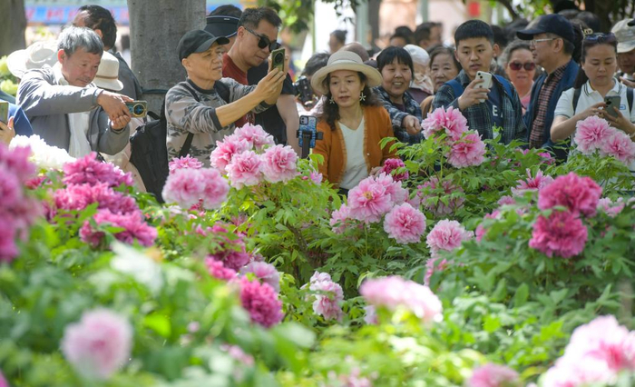 　　4月13日，游客在河南省洛阳市中国国花园内赏牡丹花。新华社发（张怡熙 摄）