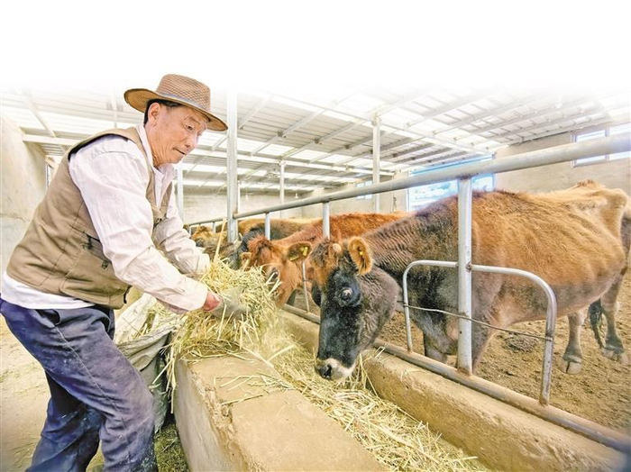     图为谢通门县达那答乡塔玛合作联社工作人员给改良黄牛喂饲草。