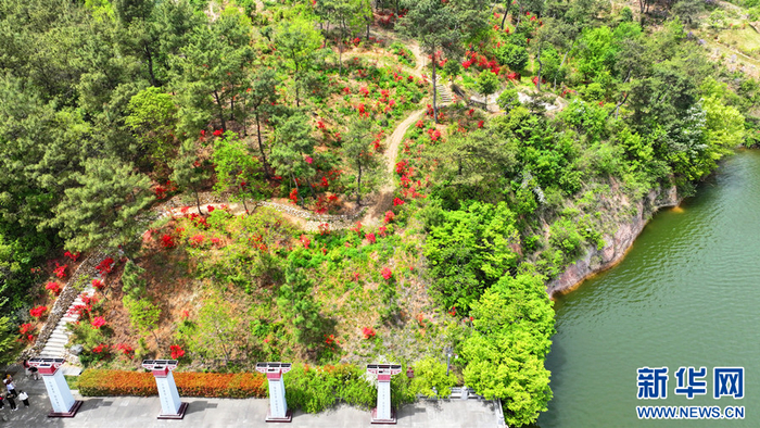 图为卧牛山映山红。新华网发