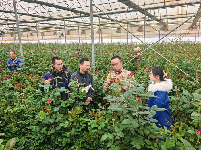 昆明市晋宁区人武部组织民兵深入田间地头开展科技助农活动。