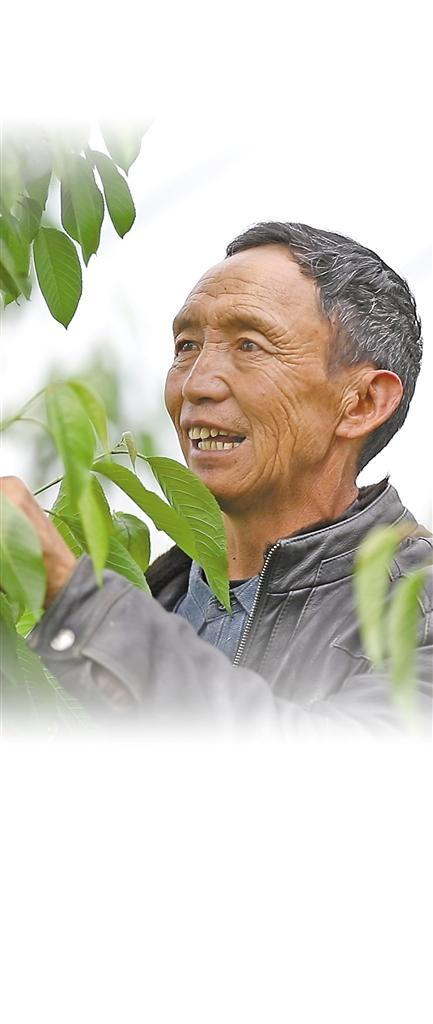     图为白朗县巴扎乡彭仓村温室大棚的务工人员在管护车厘子。