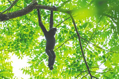 　　海南热带雨林国家公园霸王岭片区的海南长臂猿。李天平 摄
