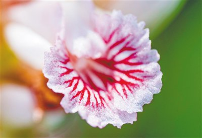 　　白沙青松乡南药益智花蕊绽放。李天平 摄