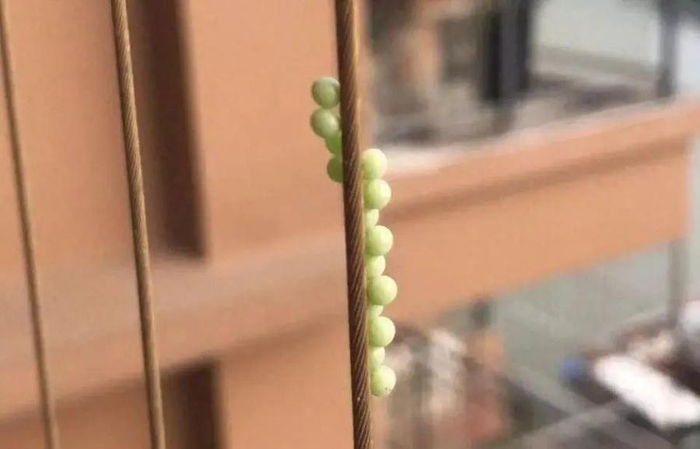 春天阳台上出现的荔蝽虫卵/央视新闻图