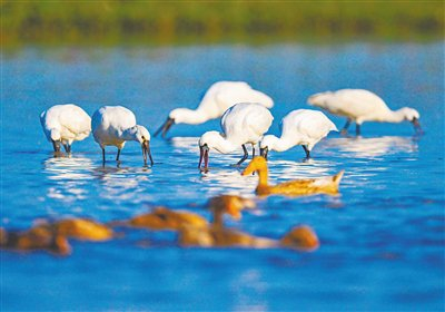 　　儋州新英湾的黑脸琵鹭。陈元才 摄