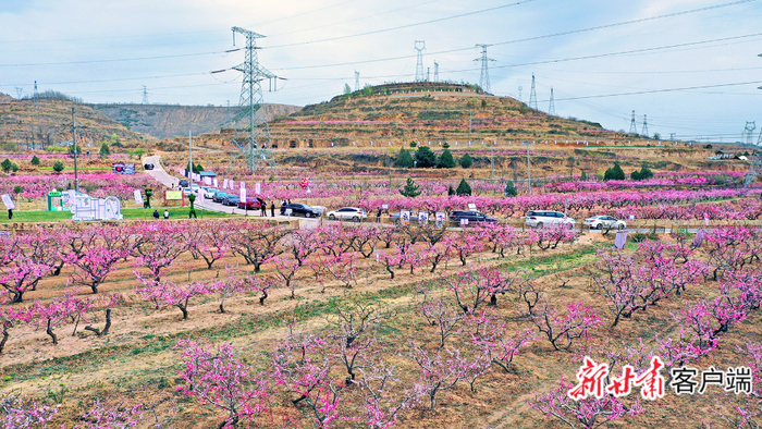 高堡村1400多亩桃花进入盛花期。本组图片均由新甘肃·甘肃日报记者 田蹊摄