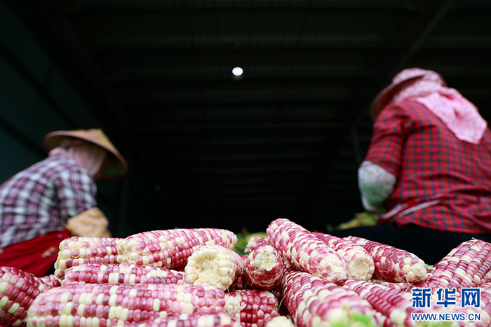 务工群众正在给玉米剥壳（4月11日摄）。新华网 刘云 摄