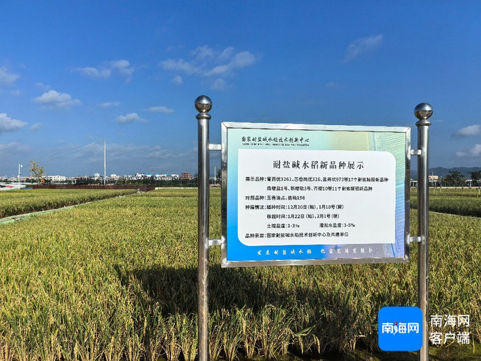 国家耐盐碱水稻技术创新中心三亚崖州湾基地展示的耐盐碱水稻新品种。记者 利声富 摄