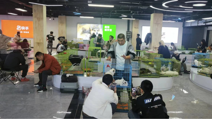 在立山区快手电商基地，主播们正在线上推介宠物（央广网记者  李子平  摄）