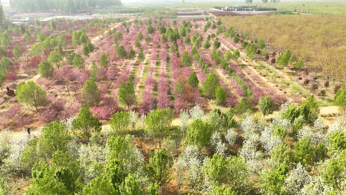 千亩花海。何可人摄