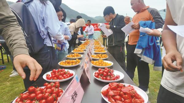 现场展示的新品种番茄。