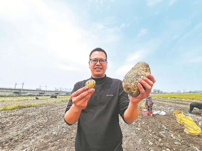     陈颖展示丰收的超大马铃薯。陈欢欢 摄