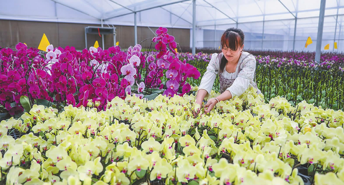 九溪镇大力发展“美丽经济”。记者 沈阳 摄