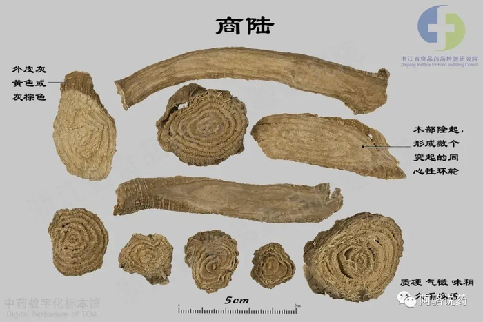 商陆横切面