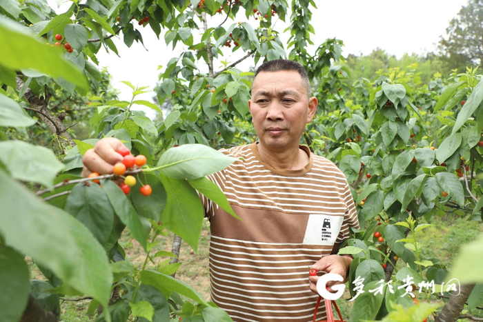 陈天贵采摘樱桃