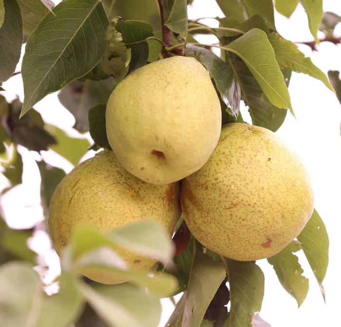 金川雪梨。金川县委宣传部供图