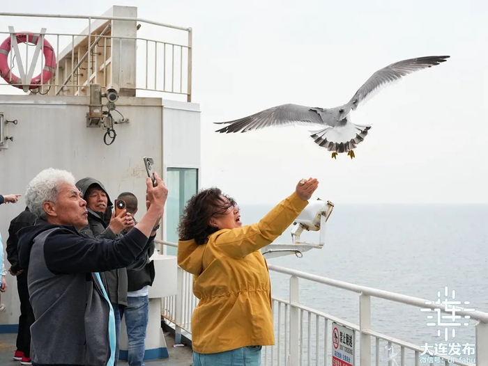 ▲“双城之旅：连烟情 故乡行”的成员与海鸥共舞。