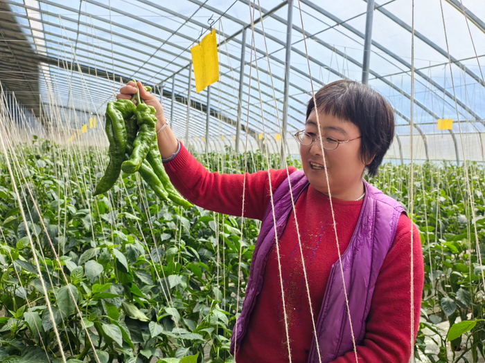 杨卉展示栽植的新品种辣椒（灵台县融媒体中心供图）