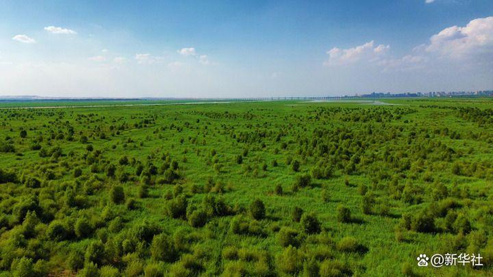 这是生机蓬勃的乌海湖湿地（无人机照片，2024年7月13日摄）。新华社发（赵政宇 摄）