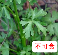 石龙芮