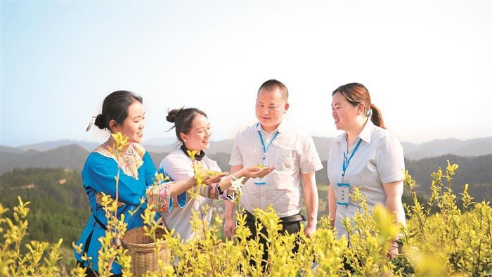 黔东南州榕江县纪检监察干部在乐里镇茶叶种植基地了解惠农资金补助到位情况。   韦文广 摄