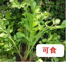 水芹菜