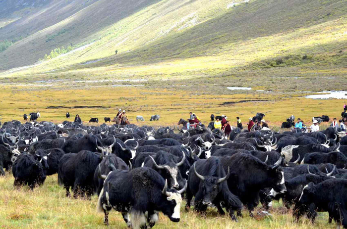 金川多肋牦牛。金川县委宣传部供图