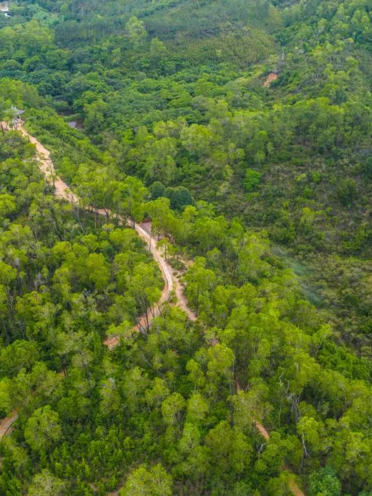 长南迳古道 陈佳哲/摄