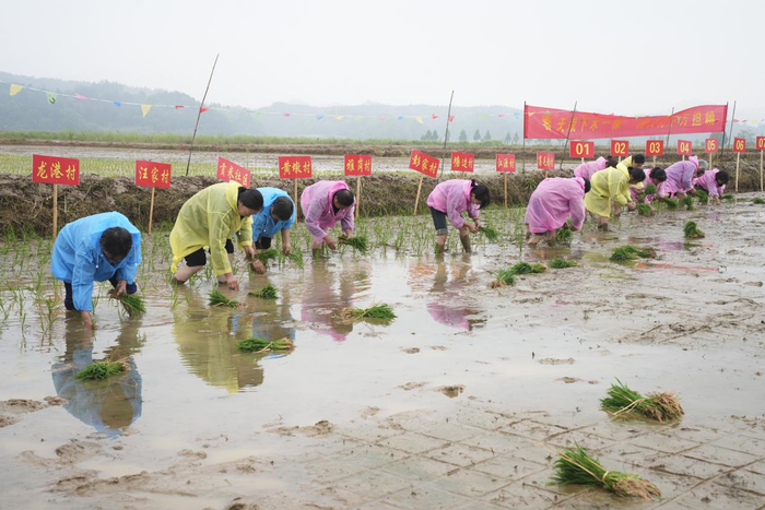 村民正在开展插秧活动 黄锦添摄