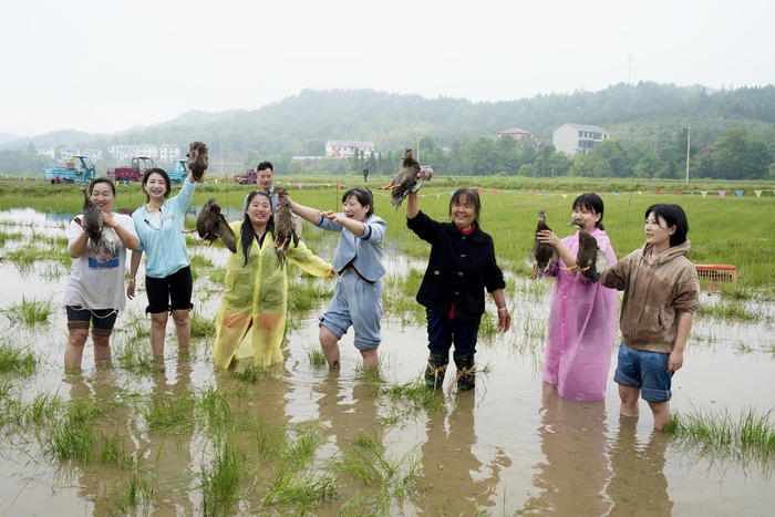 群众正在田间体验抓鸭子趣味活动 黄锦添摄