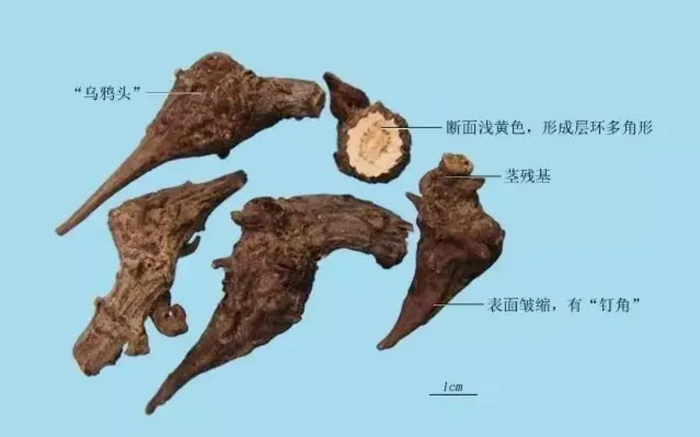 乌头。图/佛山疾控