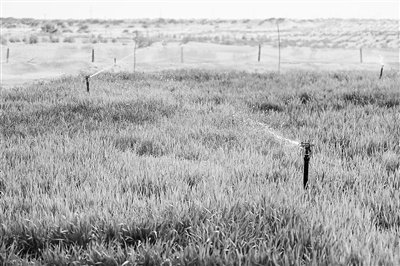 在新疆阿克苏地区沙雅县沙生经济作物发展试验基地，经过苦咸水淡化技术处理的地下水正在喷灌小麦。新华社记者 丁磊摄