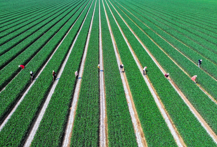 4月20日，在山东省东营市广饶县李鹊镇拐子村的田地里，农民在为覆膜的春玉米打孔（无人机照片）。新华社发（刘云杰摄）