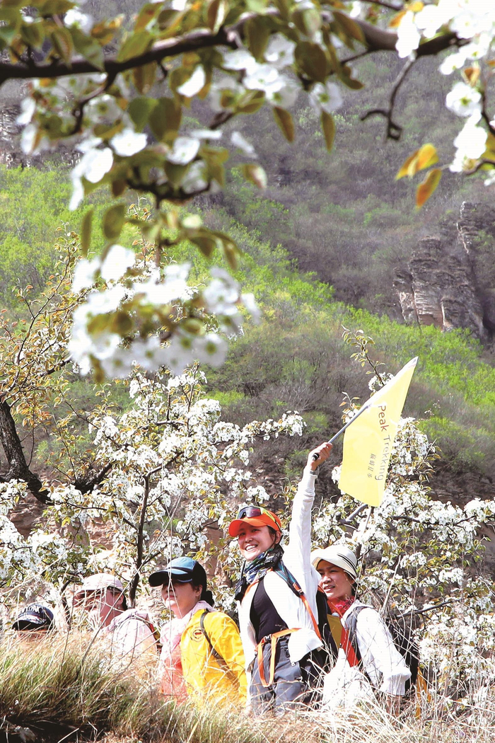     游客在北京房山大滩村徒步赏梨花    本版图片均由本报记者 陈晨 摄