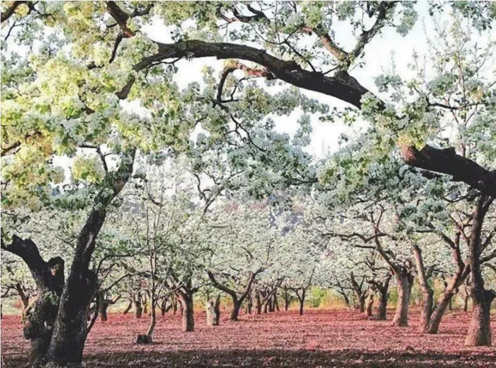 春潮涌动、生机勃发的季节，北镇的梨花又一次惊艳亮相。北镇市委宣传部供图