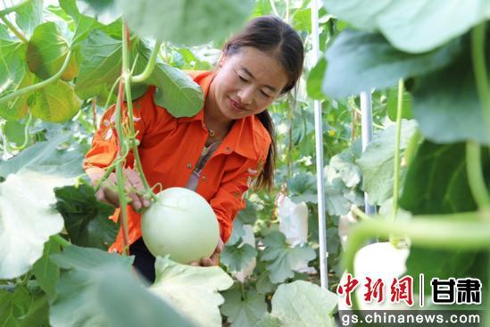 图为位于张掖市高台县南华镇成号村的千亩蜜瓜产业园。高台县委宣传部供图