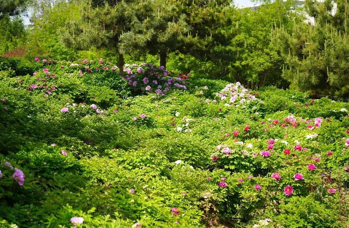 邯郸涉县牡丹花盛开