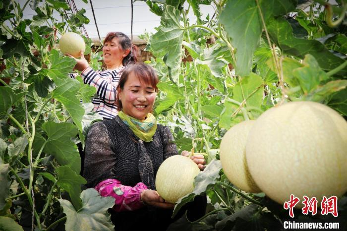 暮春时节，甘肃武威市民勤县温室蜜瓜种植户查看蜜瓜长势。马爱彬 摄