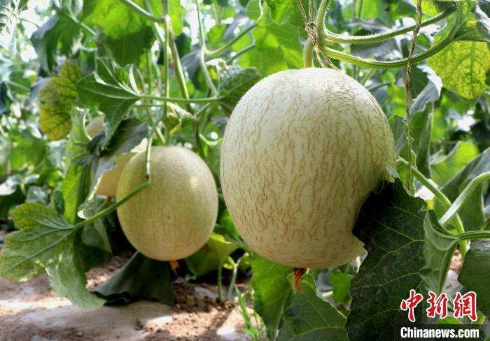 民勤温室蜜瓜长势旺盛，即将“抢鲜”上市。　马爱彬 摄