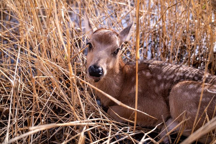 青铜峡库区湿地首只麋鹿宝宝诞生。宁夏新闻网记者　祁瀛涛　摄