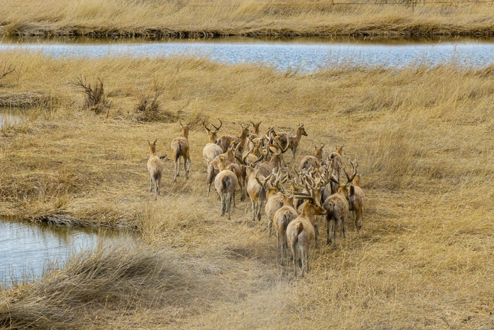 生活在青铜峡库区湿地自然保护区的麋鹿种群。宁夏新闻网记者　祁瀛涛　摄