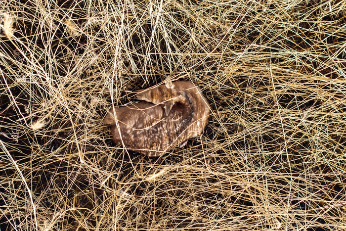 青铜峡库区湿地首只麋鹿宝宝诞生。宁夏新闻网记者　祁瀛涛　摄
