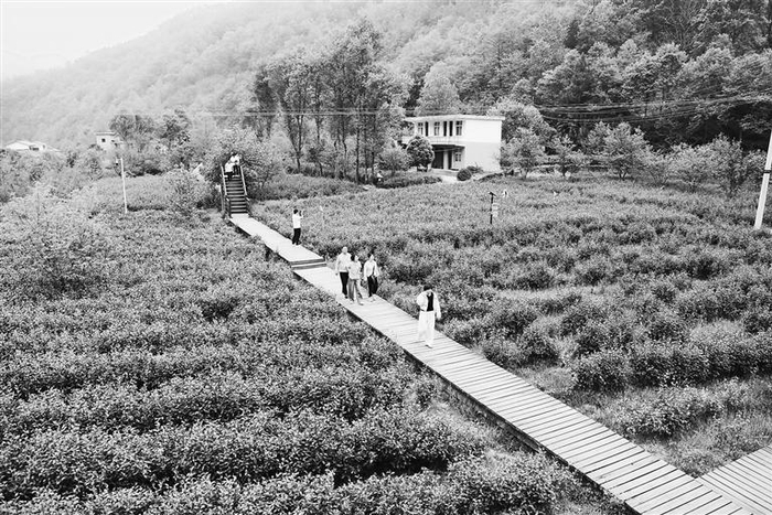     裕河镇积极探索“茶业+旅游”新业态，将“茶园”变为“景区”。文县融媒体中心供图