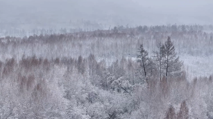 雪景