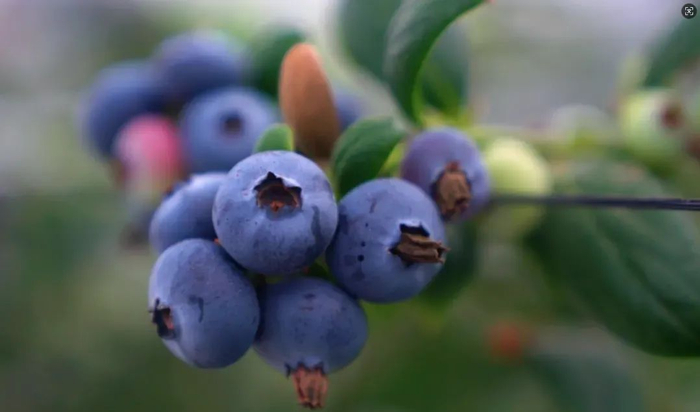 △ 以上图片 德庆县融媒体中心记者 任美芳摄